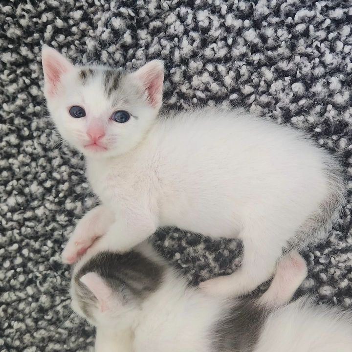 sweet kittens cute